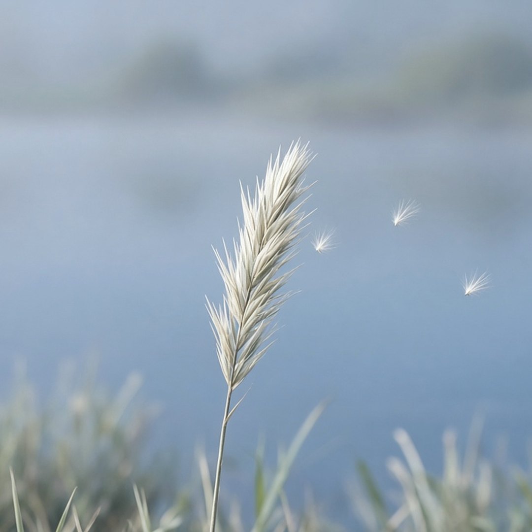 A grass seed head letting a few seeds go over a misty lake.